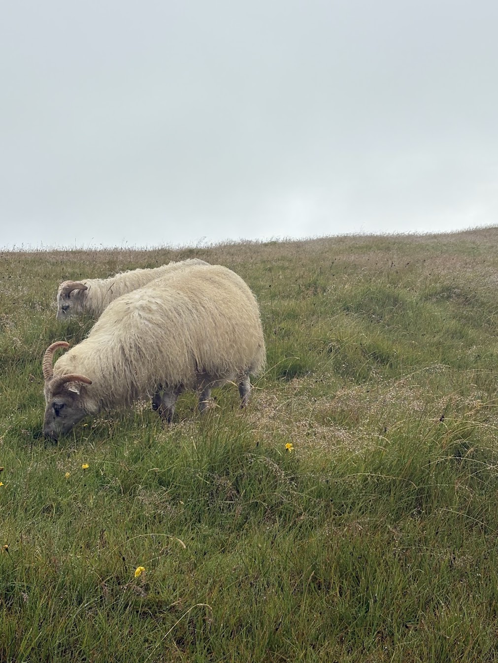 Sheep at the top of Skógafoss Iceland